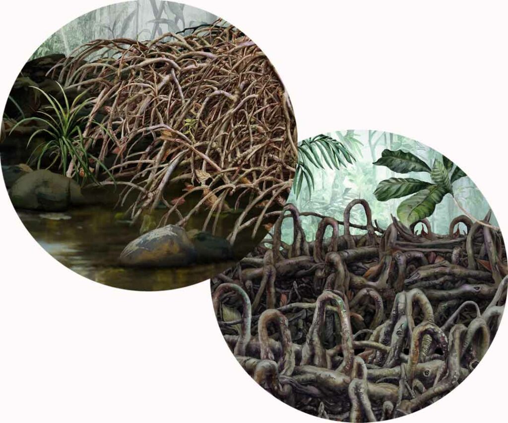 Aerial roots of Myristica swamps, illustrations.