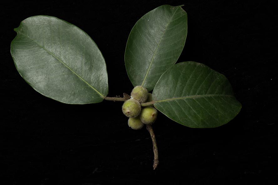 Ficus drupaceae, photo.