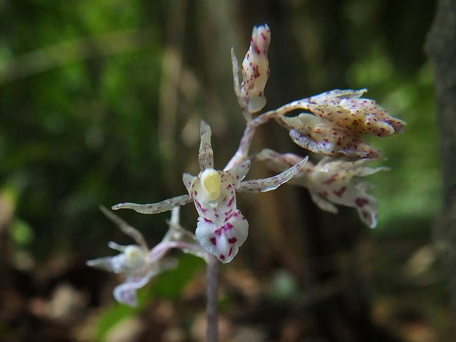 Ghost orchid, photo.