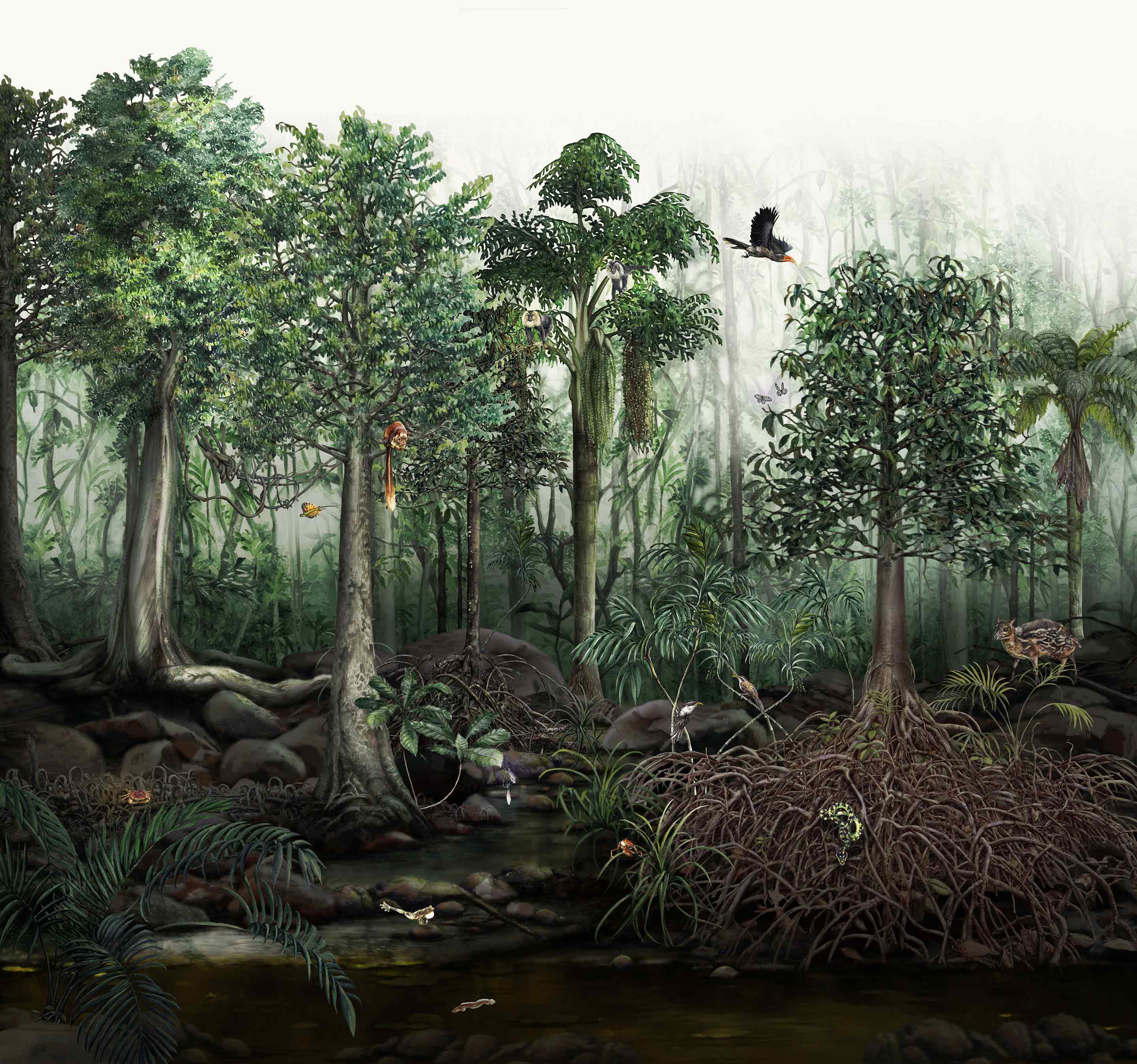 Myristica swamps infographic, illustration.